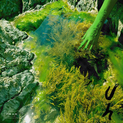 uh (7) Seasick in Salts Vinyl LP