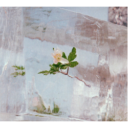 Efterklang Windflowers CLEAR VINYL 140G LP