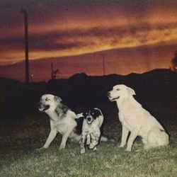 Sennen New Quiet LP