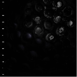 Crumb Ice Melt VINYL LP