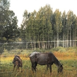 Pianos Become The Teeth Old Pride FOREST GREEN VINYL LP