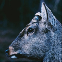 Toe Book About My Idle Plot On A Vague Anxiety DEER GLISTEN BLUE VINYL LP