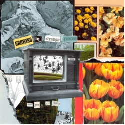 I'M Sorry Thank You Growing In Strange Places ORANGE CRUSH VINYL LP