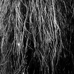 Eraldo; Iggor Cavalera & Merzbow Bernocchi Nocturnal Rainforest VINYL LP