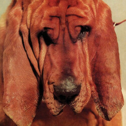 Ty Segall Goodbye Bread