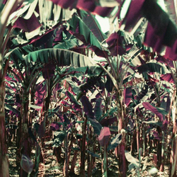 Dampé Peach Shuffle EP Vinyl