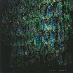 Clan Caiman Asoma VINYL LP