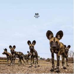 Balthazar Fever VINYL LP