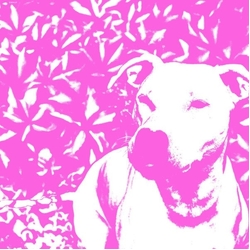 Jenna And The Pups And The Hir Split VINYL LP