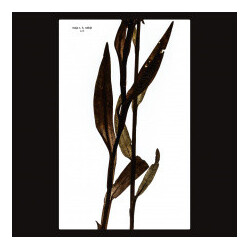 Maja S. K. Ratkje Sult Multi Vinyl LP/CD