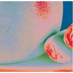 Citrus Citrus Albedo Massima VINYL LP