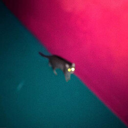 !!! Wallop Vinyl 2 LP