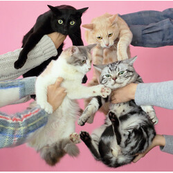 Kinoko Teikoku 猫とアレルギー CD