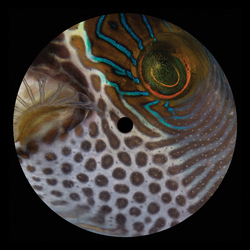 Aleksandir Ars003 Vinyl 12"