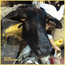 Paul Frick Second Yard Botanicals Vinyl LP