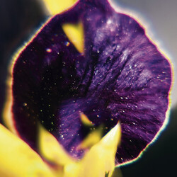 Fis From Patterns To Details VINYL LP