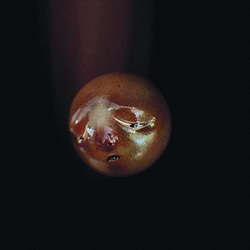 poolblood mole VINYL LP