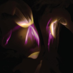 Shedir Before The Last Light Is Blown VINYL LP