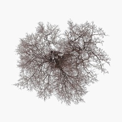 John Metcalfe Tree VINYL LP