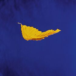New Order True Faith 2023 Remaster 180GM BLACK VINYL 12" SINGLE