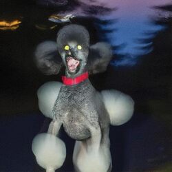 Hit Bargain Dog A Deer A Seal VINYL LP