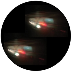 Tigerskin Image VINYL 12INCH