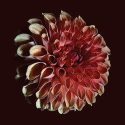 Jessica Moss Unfolding 180GM VINYL LP + MP3 DOWNLOAD CODE