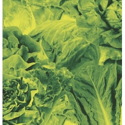 Lettuce Monorail 3000 VINYL 7INCH