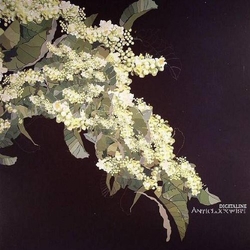 Digitaline Anticlockwise WAREHOUSE FIND VINYL 2LP