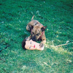 Joyce Manor Cody (Vinyl) VINYL  LP
