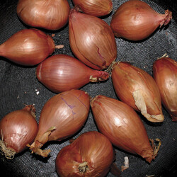 Ty Segall Fried Shallots Vinyl 12" 