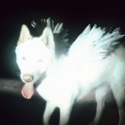 Fat Dog Cancel Me (Iæm Tired) (Vinyl) VINYL  LP(150G)