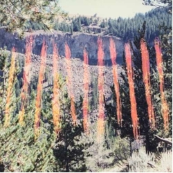 Faltydl ///I\Ii\\\\ 12INCH SINGLE