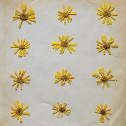The Molochs Flowers In The Spring Vinyl LP