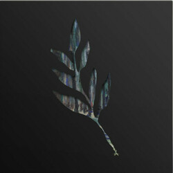 The Album Leaf An Orchestrated Rise To Fall  LP Blue And Yellow Starbust Colored Vinyl Die-Cut Leaf Cover Download Limited