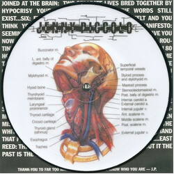 Jenny Piccolo Lowest Common Denominator USED VINYL 7INCH 45 RPM PICTURE DISC