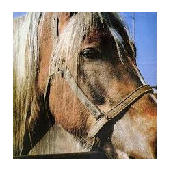 Terveet Kädet The Horse Vinyl LP USED