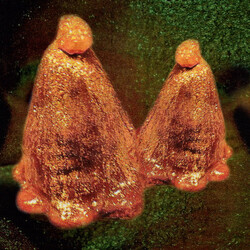Black To Comm Oocyte Oil & Stolen Androgens Vinyl LP USED