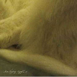 Matt Krefting Lymph Est Vinyl LP USED