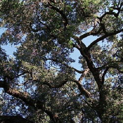 Charles Manson Trees Vinyl LP USED