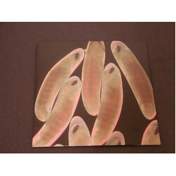 The Locust Flight Of The Wounded Locust VINYL 7" USED