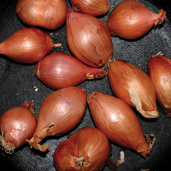 Ty Segall Fried Shallots USED VINYL 12INCH 45 RPM EP