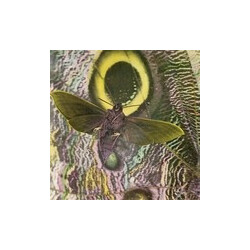 The Mothmen Pay Attention! Vinyl LP USED