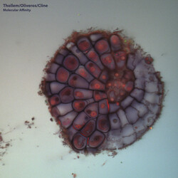 Thollem McDonas / Pauline Oliveros / Nels Cline Molecular Affinity Vinyl LP USED