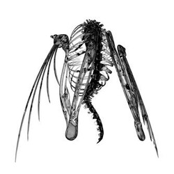 Lotic Heterocetera USED VINYL 12INCH 33 S RPM EP
