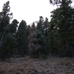Merzbow / Xiu Xiu Merzxiu Vinyl LP USED