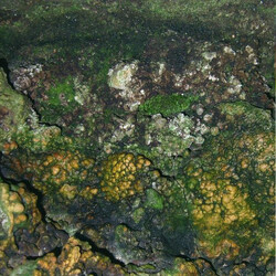 Hive Mind Elemental Disgrace Vinyl LP USED