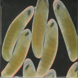 The Locust Flight Of The Wounded Locust Vinyl 7" USED