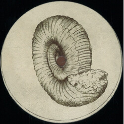 Roberto (23) Prolecanites Gurleyi Vinyl 12" USED