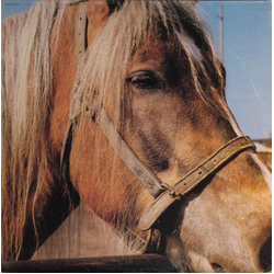 Terveet Kädet The Horse Vinyl LP USED